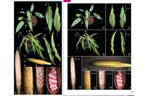Sepanjang 2025, ITB-BRIN berhasil mengungkap 12 spesies tumbuhan baru. Foto: Berita ITB