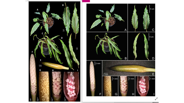 Sepanjang 2025, ITB-BRIN berhasil mengungkap 12 spesies tumbuhan baru. Foto: Berita ITB