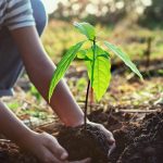 Ilustrasi semangat menanam pohon. Foto: Freepik