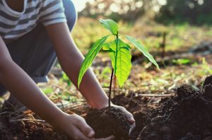 Ilustrasi semangat menanam pohon. Foto: Freepik