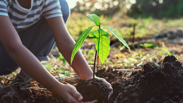 Ilustrasi semangat menanam pohon. Foto: Freepik