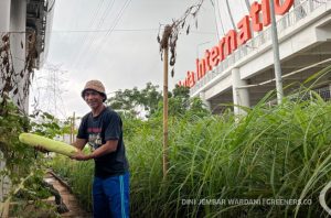Wajah baru Kampung Bayam menghidupkan kembali pertanian perkotaan. Foto: Dini Jembar Wardani