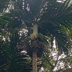 Palem nyabah (Pinanga arinasae). Foto: BRIN