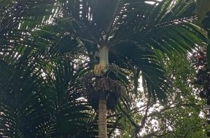 Palem nyabah (Pinanga arinasae). Foto: BRIN