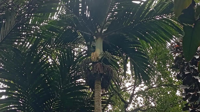 Palem nyabah (Pinanga arinasae). Foto: BRIN
