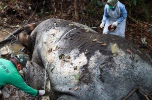 Gajah sumatra mati tanpa kepala di areal konsesi PT RAPP. Foto: Kemenhut