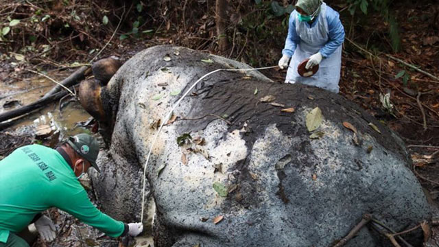 Gajah sumatra mati tanpa kepala di areal konsesi PT RAPP. Foto: Kemenhut