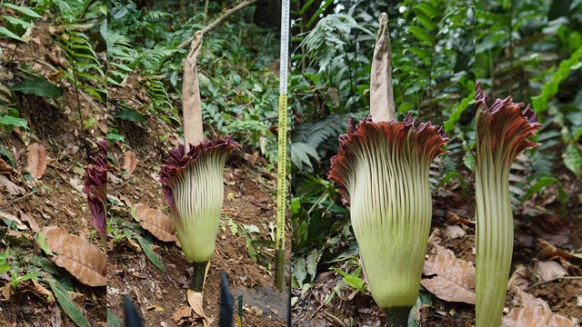Bunga bangkai raksasa mekar indah di Kebun Raya Bogor. Foto: BRIN