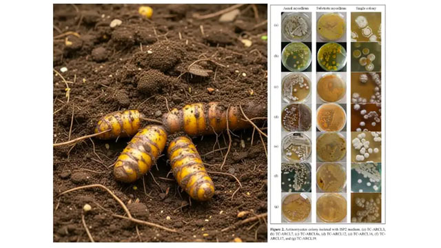 Tumbuhan kunyit. Foto: BRIN