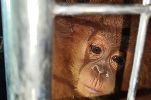 Gakkum kehutanan tetapkan tersangka penyelundupan ratusan satwa liar. Foto: Kemenhut