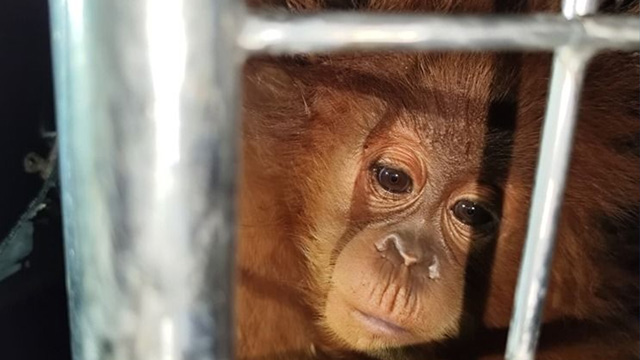 Gakkum kehutanan tetapkan tersangka penyelundupan ratusan satwa liar. Foto: Kemenhut