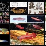 Peneliti BRIN ungkap 51 spesies baru sepanjang 2025. Foto: BRIN