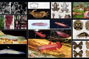 Peneliti BRIN ungkap 51 spesies baru sepanjang 2025. Foto: BRIN