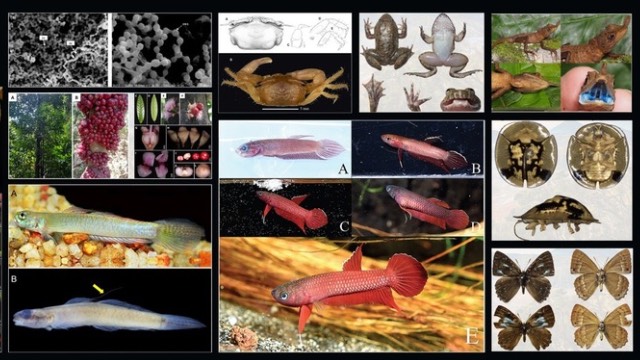 Peneliti BRIN ungkap 51 spesies baru sepanjang 2025. Foto: BRIN