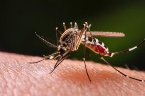 Ilustrasi populasi nyamuk. Foto: Freepik