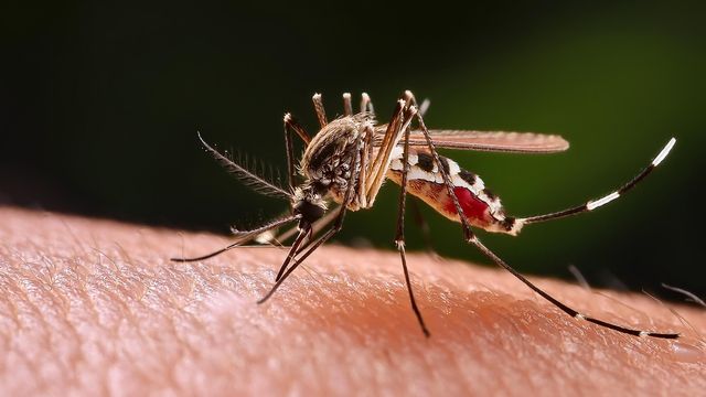 Ilustrasi populasi nyamuk. Foto: Freepik