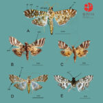 Penemuan dua spesies ngengat baru di Papua dan Sulawesi. Foto: BRIN