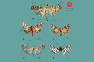 Penemuan dua spesies ngengat baru di Papua dan Sulawesi. Foto: BRIN