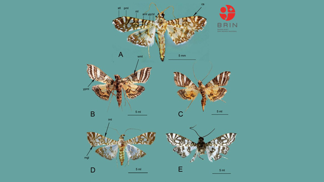 Penemuan dua spesies ngengat baru di Papua dan Sulawesi. Foto: BRIN