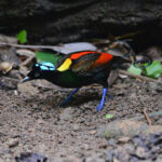 Papua punya 59 kawasan penting bagi burung dan keanekaragaman hayati. Foto:Burung Indonesia/Muhammad Meisa