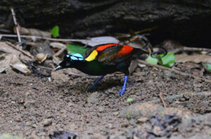 Papua punya 59 kawasan penting bagi burung dan keanekaragaman hayati. Foto:Burung Indonesia/Muhammad Meisa