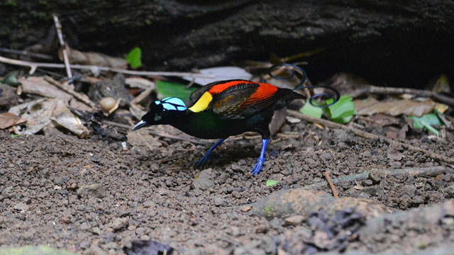 Papua punya 59 kawasan penting bagi burung dan keanekaragaman hayati. Foto:Burung Indonesia/Muhammad Meisa