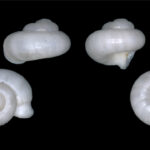 Spesies baru keong darat. Foto: BRIN