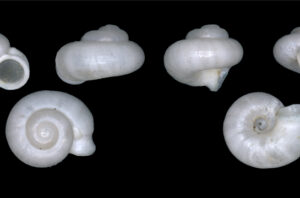 Spesies baru keong darat. Foto: BRIN