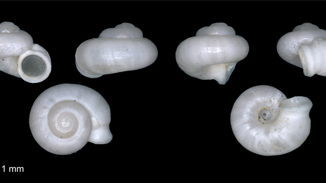 Spesies baru keong darat. Foto: BRIN