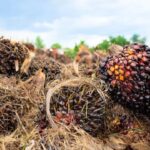 Ilustrasi limbah sawit. Foto: Freepik