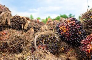 Ilustrasi limbah sawit. Foto: Freepik