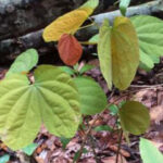 Ilustrasi kangkung katup. Foto: Freepik