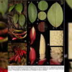 BRIN menemukan Homalomena bungamerah, spesies aroid baru endemik Sumatra. Foto: BRIN