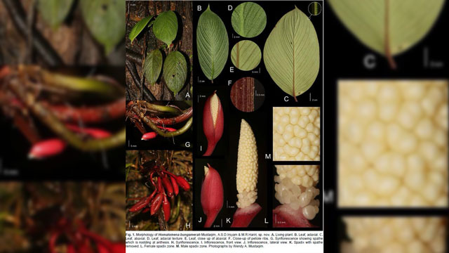 BRIN menemukan Homalomena bungamerah, spesies aroid baru endemik Sumatra. Foto: BRIN
