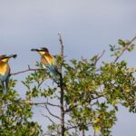 Luruskan narasi konservasi burung dan satwa lewat mobile journalism. Foto: Freepik