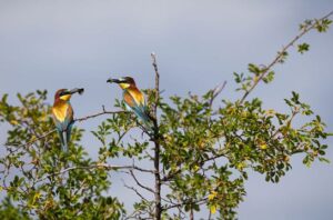 Luruskan narasi konservasi burung dan satwa lewat mobile journalism. Foto: Freepik
