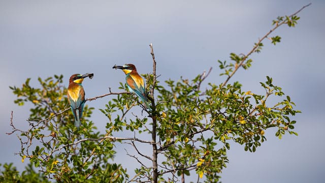 Luruskan narasi konservasi burung dan satwa lewat mobile journalism. Foto: Freepik