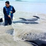 Puluhan paus pilot terdampar di NTT. Foto: UGM