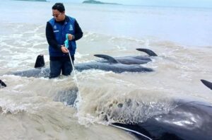 Puluhan paus pilot terdampar di NTT. Foto: UGM