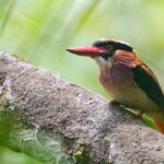 Spesies Burung Indonesia mencapai 1.834. Foto: Burung Indonesia
