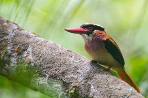 Spesies Burung Indonesia mencapai 1.834. Foto: Burung Indonesia