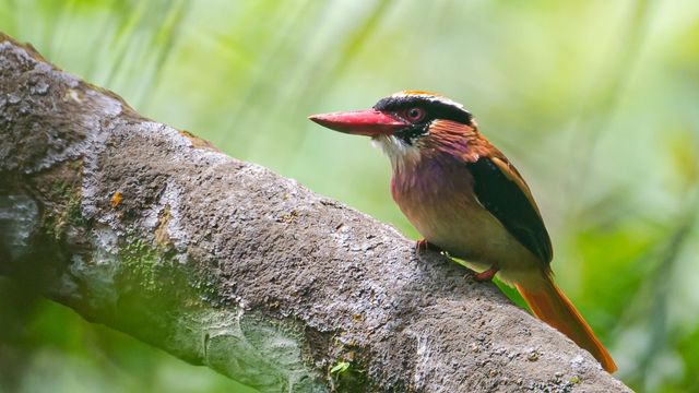 Spesies Burung Indonesia mencapai 1.834. Foto: Burung Indonesia