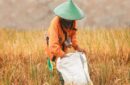 Ancaman El Nino terhadap ketahanan pangan di Indonesia. Foto: Freepik