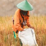 Ancaman El Nino terhadap ketahanan pangan di Indonesia. Foto: Freepik