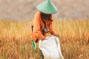 Ancaman El Nino terhadap ketahanan pangan di Indonesia. Foto: Freepik