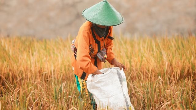 Ancaman El Nino terhadap ketahanan pangan di Indonesia. Foto: Freepik