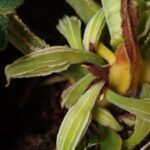 Tumbuhan Aroid Homalemena. Foto: BRIN