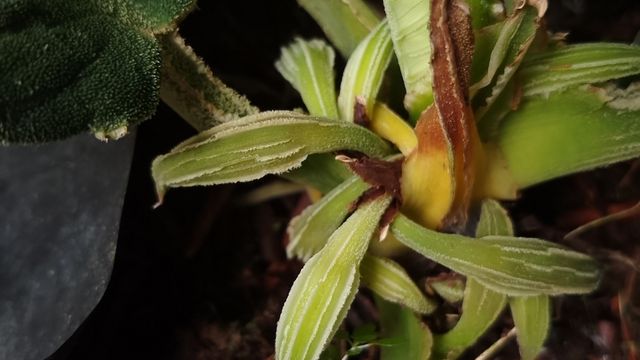 Tumbuhan Aroid Homalemena. Foto: BRIN