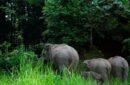 Kawat listrik menjadi ancaman gajah Sumatra di Bukit Tiga Puluh. Foto: Freepik