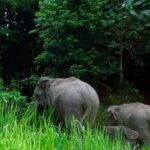 Kawat listrik menjadi ancaman gajah Sumatra di Bukit Tiga Puluh. Foto: Freepik